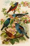 DIE Nordamerikanische Vogelwelt 12 Art Print - A4