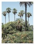 Collectors Garden Art Print - A3