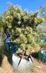 Afrocarpus Latifolius 250LT
