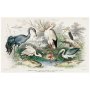 Vintage Cranes & Storks Print