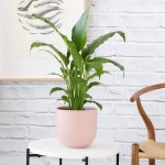 Peace Lily - Sebastian - In Pink Poodle Planter