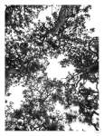 Japanese Garden 4 Art Print - A1