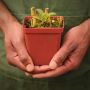 Tropical Pitcher Nepenthes 'lizzie' - Small Plant In 9CM Plastic Pot