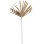 Fan Palm Leaf Brown 99CM