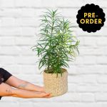 Yellowwood Tree - In 25CM Talala Basket