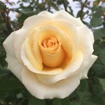Albertina Sisulu Panarosa Rose 5LT