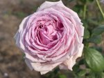 Fortune Teller Ludeleprid P Rose 5LT
