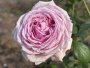 Fortune Teller Ludeleprid P Rose 5LT