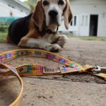 Woofa Abela Lead Large White