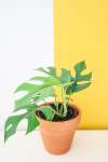 MINI Monstera - Without Bamboo Trellis 15CM
