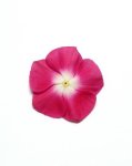 Vinca Pacifica Xp Burgundy Halo Seed - 30 Raw Seed