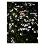Namaqua Art Print - A2