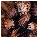 Golden Browns Proteas Square Coaster