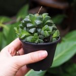 Star Window Haworthia - 10CM Nursery Pot