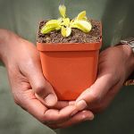 Venus Fly Trap 'triton.' Special Import. - Dormant Plant. 7.5CM Plastic Container.