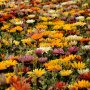 Gazania 'malanseuns Mix' 6 Pack