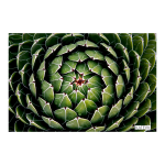 Cactus 1 Art Print - A3