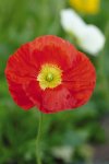 Poppy Champagne Bubbles F1 Scarlet Seed - 500 Primed Seed