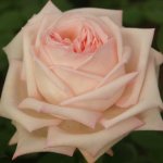 Lyn Keppler Rose 5LT