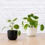 Chinese Money Plant - 14CM Plant In 16CM White Moon Planter