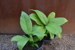 Dieffenbachia Exotica Green Passion Seedlings - 3 Plug Plants