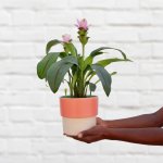Siam Tulip - Pink - In 16CM Camps Bay Beach Planter