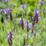 Lavander ‘spanish Eye’ 15CM Pot