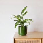 Zebra Calathea - 14CM In Forest Green Migo 16CM Planter