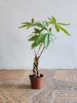 Money Tree 3 Braids 14CM Pot