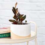 Jewel Orchid - 12CM Nursery Pot With Stripes Variety