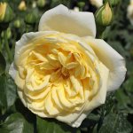 Casino Climbing Rose 5LT