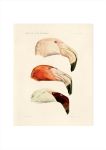 Flamingo 3 Art Print