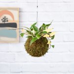 Hoya Krimson Queen Mossball