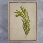 Fynbos 4 Art Print - A3 Framed Canvas With Natural Wood Frame