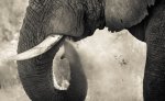 Trunk And Dust Art Print - Premium Stretched Canvas A1