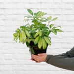 Umbrella Plant - Large - 19CM Nursery Pot