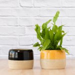 Caxi Planter - Black - 13CM