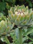 Artichoke Green Globe Seedlings - 5 Plug Plants