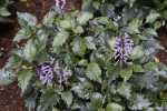 Plectranthus Mona Lavender 4LT