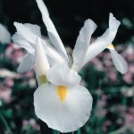 Dutch Iris White 17CM Pot