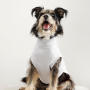 Cloudy With A Chance Of Cuddles ~ Dog Jersey - Small Extra Length