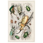 Beetle Collage 1 Art Print
