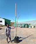 Vachellia Xanthophloea 60LT