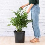 Love Palm - Extra Large - 32CM Nursery Pot