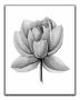 Lotus Flower Wall Art Print - 11X14 Unframed Minimalist Floral Decor - A Neutral Contemporary Look For Any Room. Shades Of Black Gray And White.