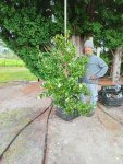 Camellia Sasanqua ‘polar Ice’ 70LT