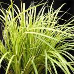 Acorus Golden Edge 12CM Pot