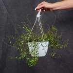 Maidenhair Vine - Nursery Pot - 21CM Hanging Planter