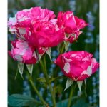 Chaim Soutine Hybrid Tea Rose 5LT