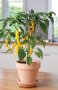 Capsicum Pot Pepper Golden Cayenne - Chili Seed - 100 Raw Seed